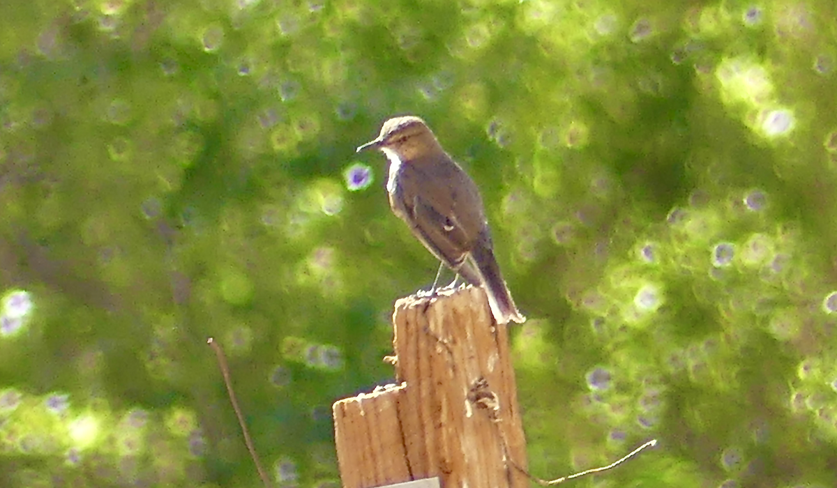 Black-billed Shrike-Tyrant - N Jones