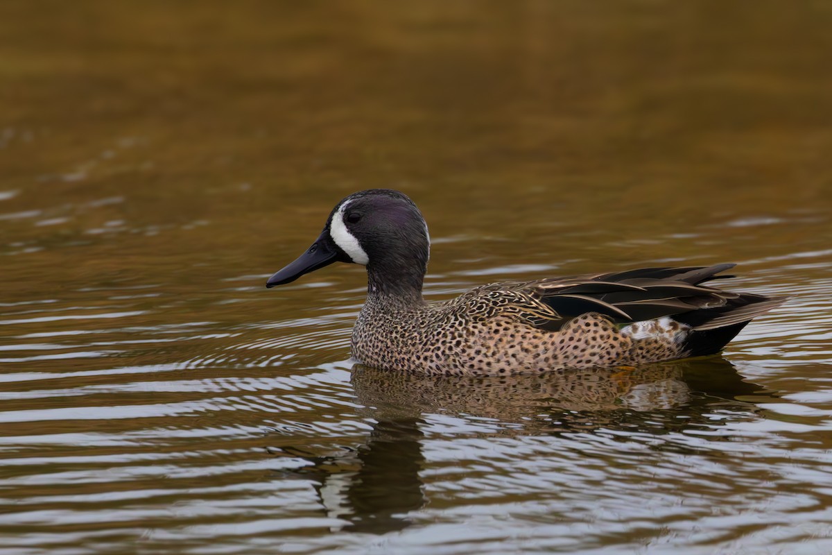 Blue-winged Teal - ML612081432