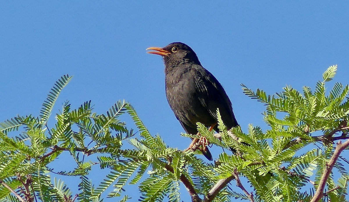 Chiguanco Thrush - ML612081446