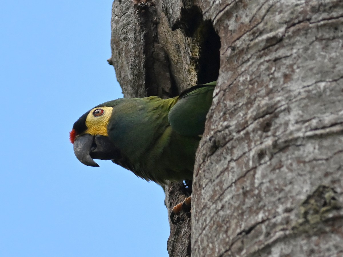 Blue-winged Macaw - jerald britten