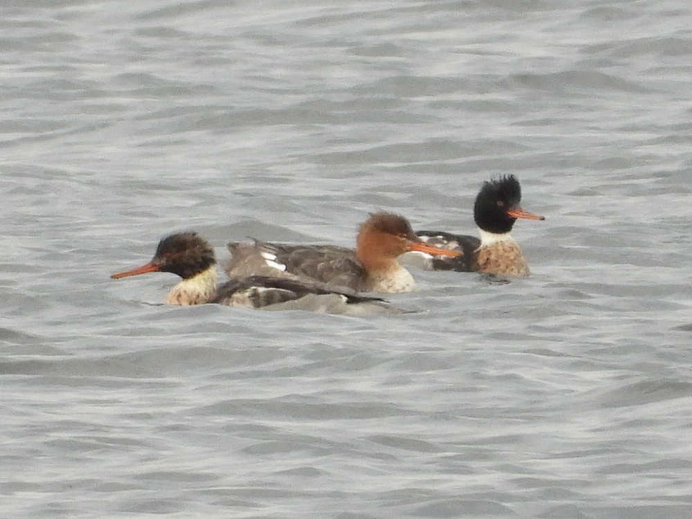 Red-breasted Merganser - ML612081481