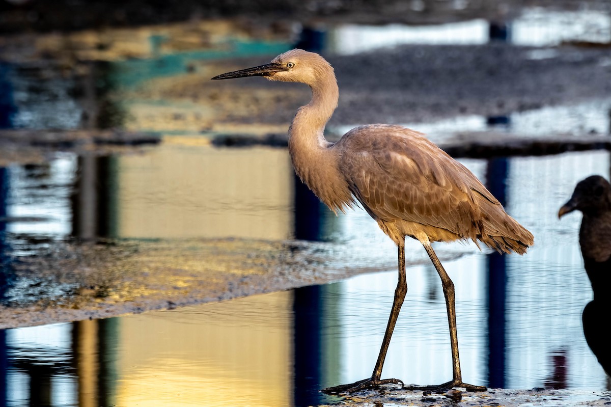 Reddish Egret - Cyril Coomansingh