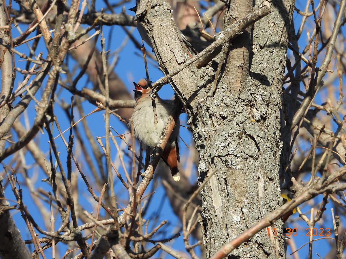 Bohemian Waxwing - ML612081574