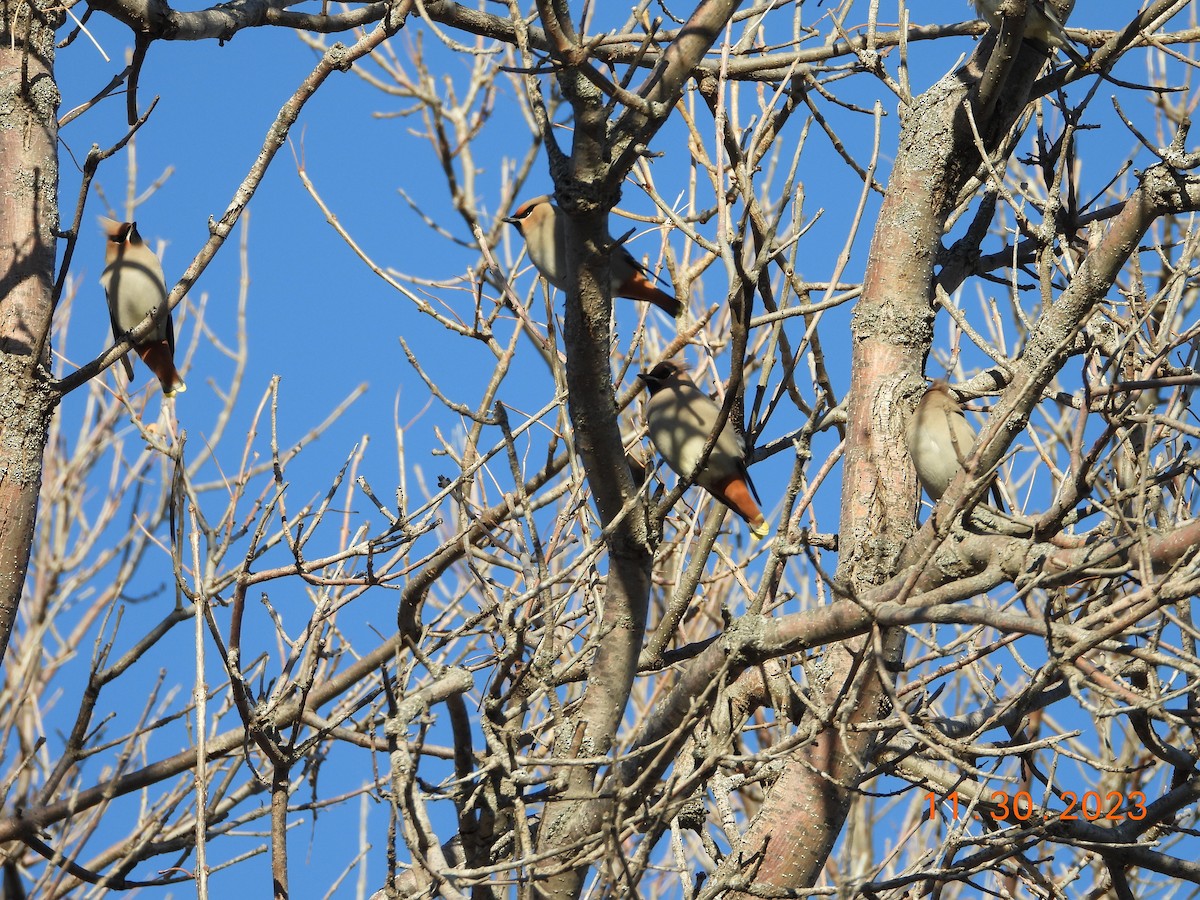 Bohemian Waxwing - ML612081578