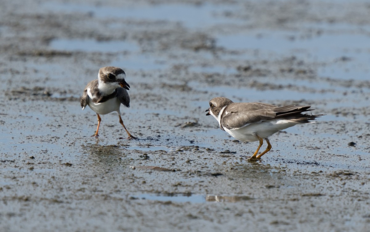 Semipalmated Plover - ML612081609