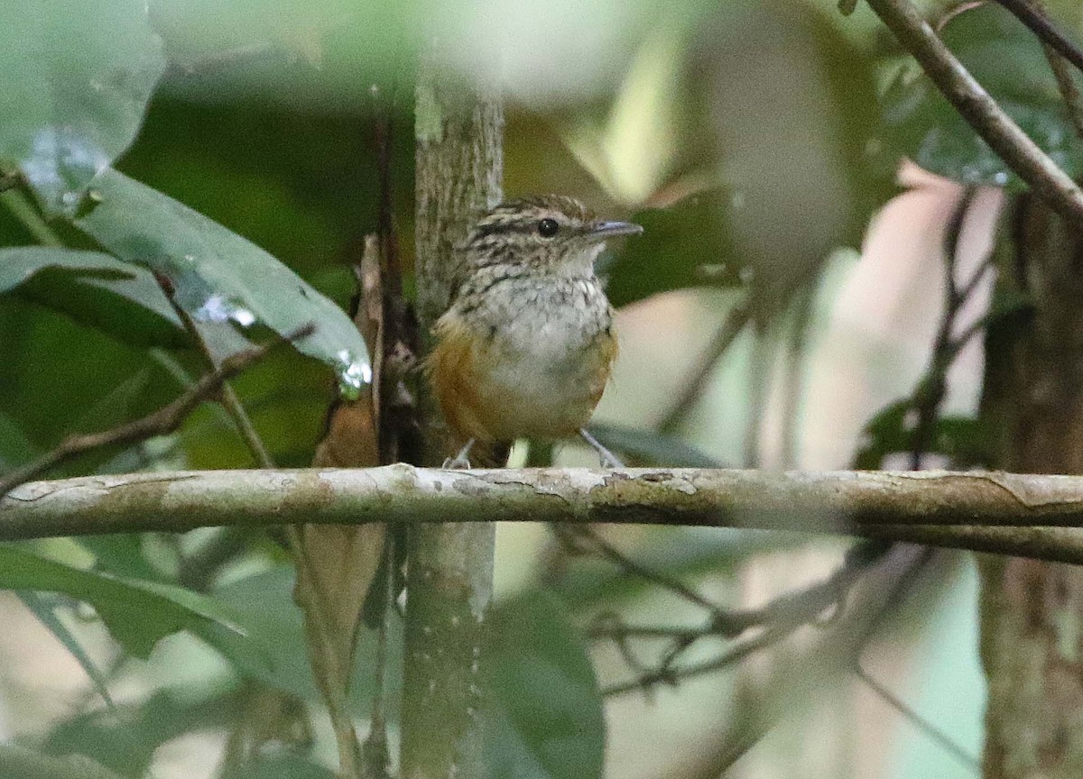 Manicore Warbling-Antbird - Ashley Banwell