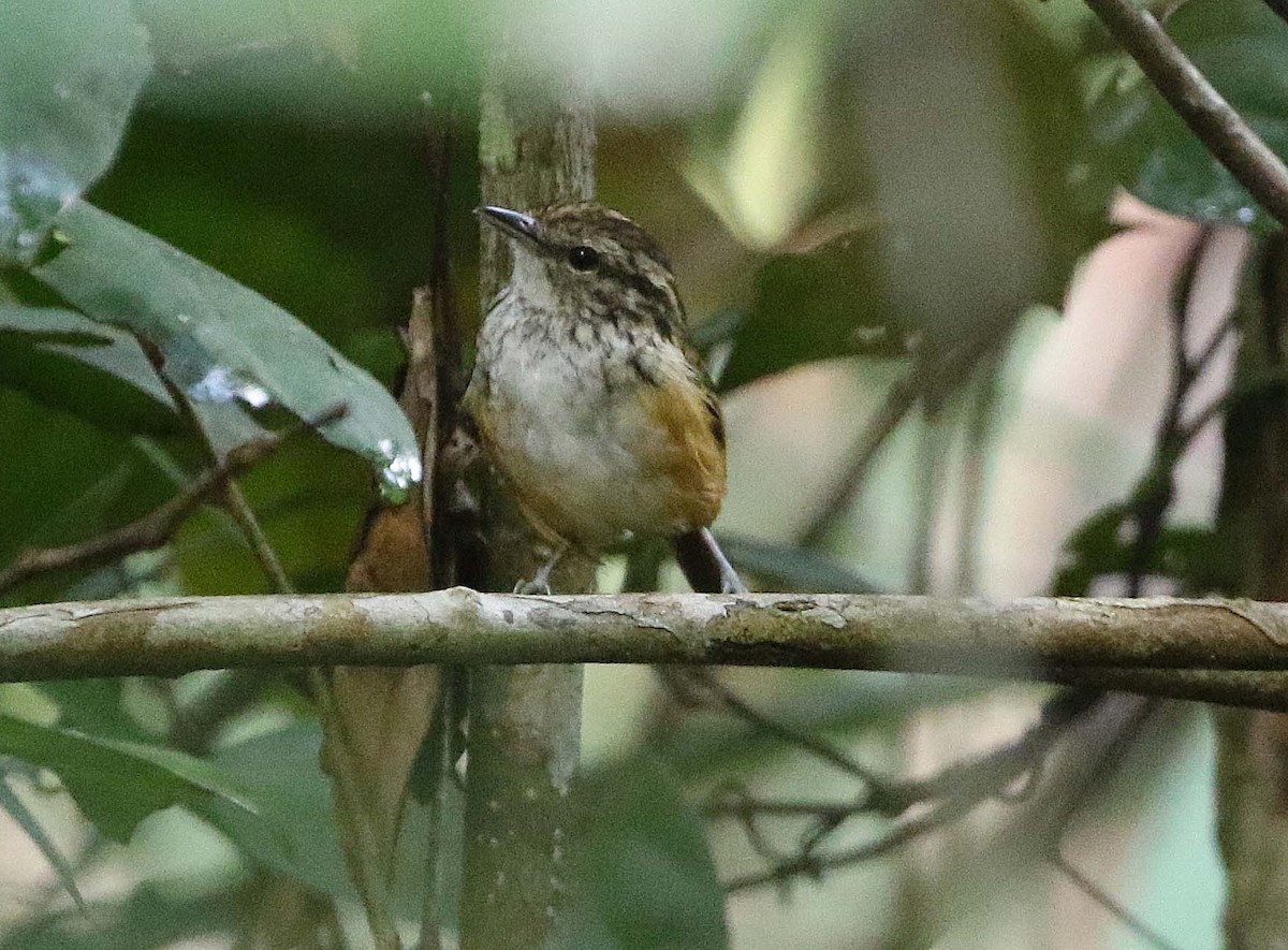 Manicore Warbling-Antbird - Ashley Banwell