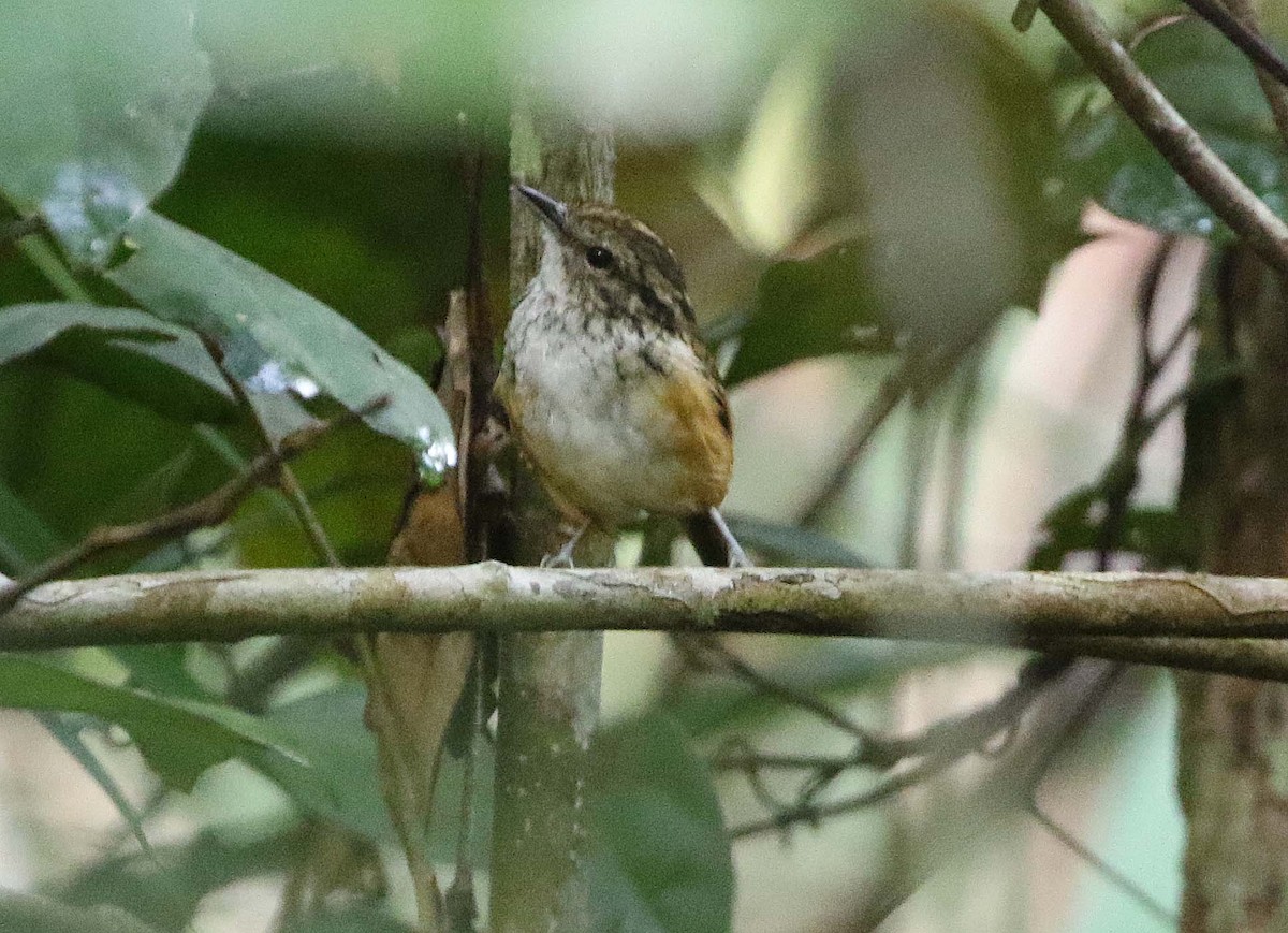 Manicore Warbling-Antbird - Ashley Banwell