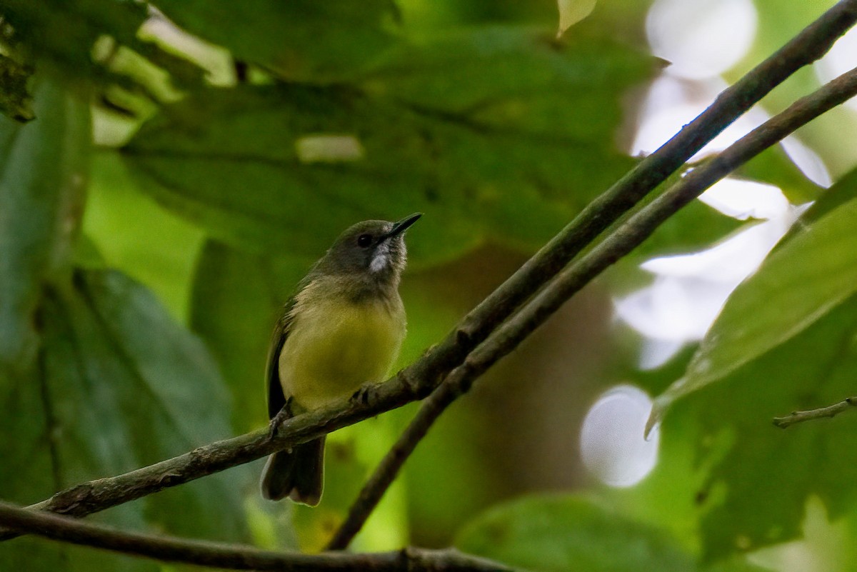 Fairy Gerygone - ML612081701