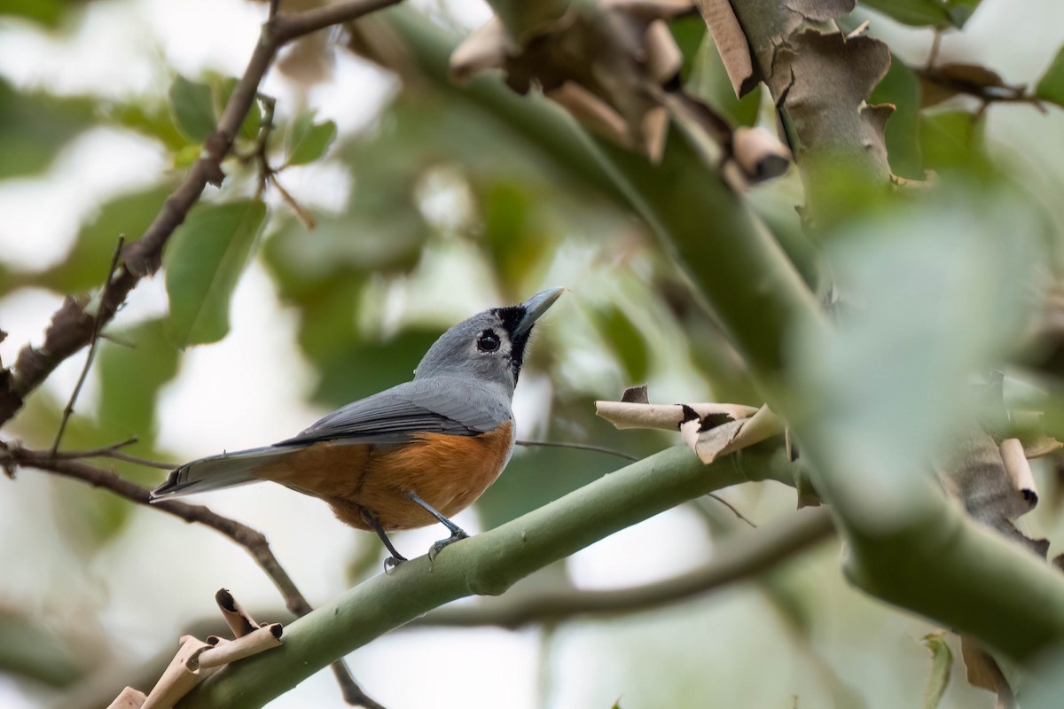 Black-faced Monarch - ML612081707