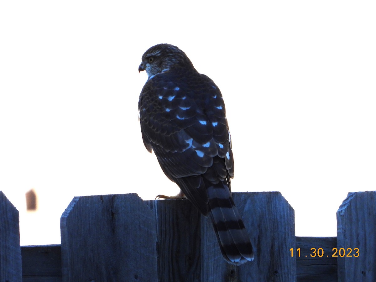 Sharp-shinned Hawk - Bob Anderson