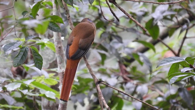 Trogon de Malabar - ML612081739