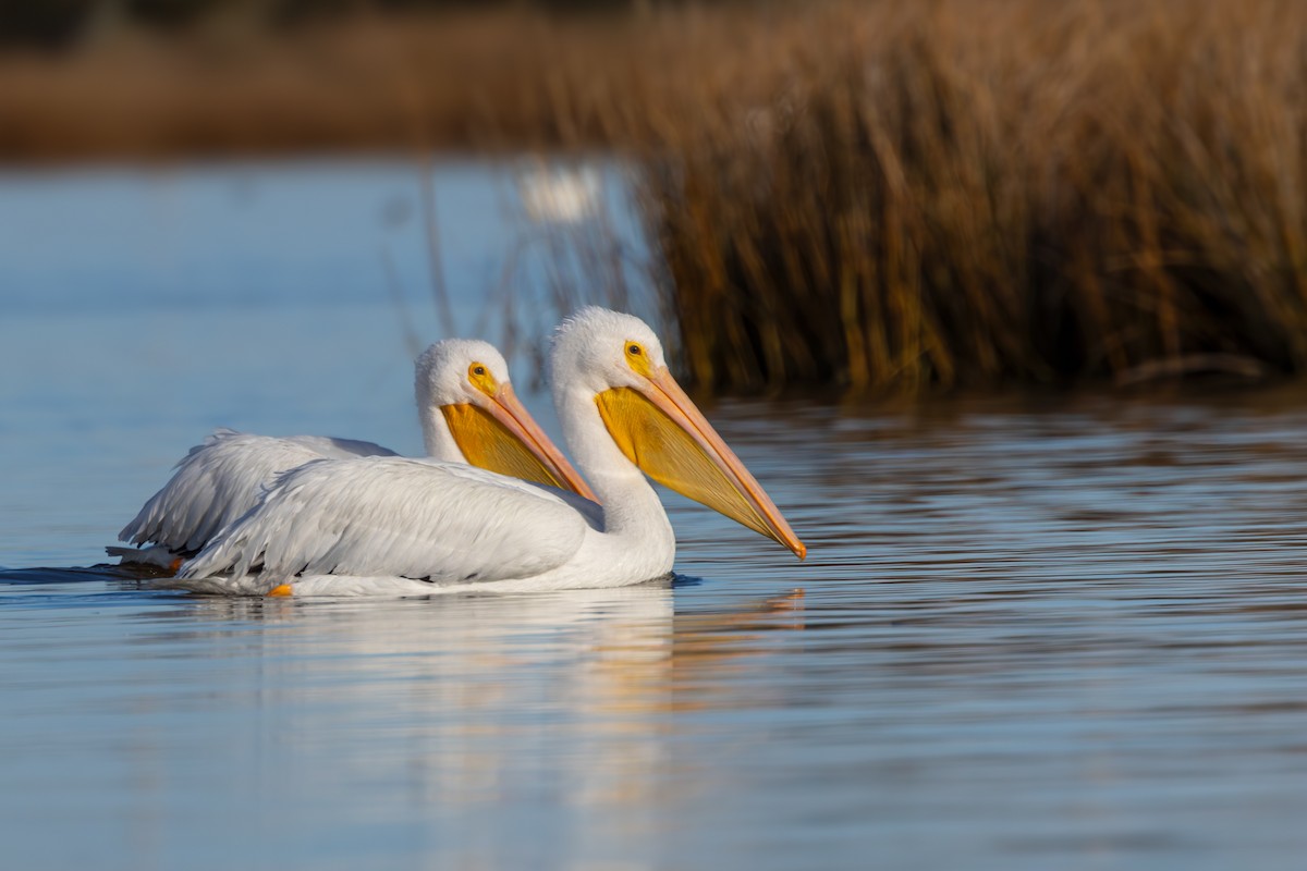 American White Pelican - ML612081770