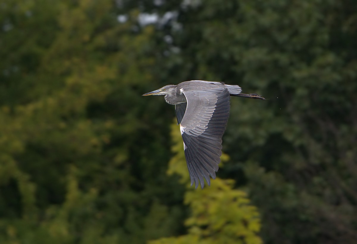 Хөх дэглий - ML612081779