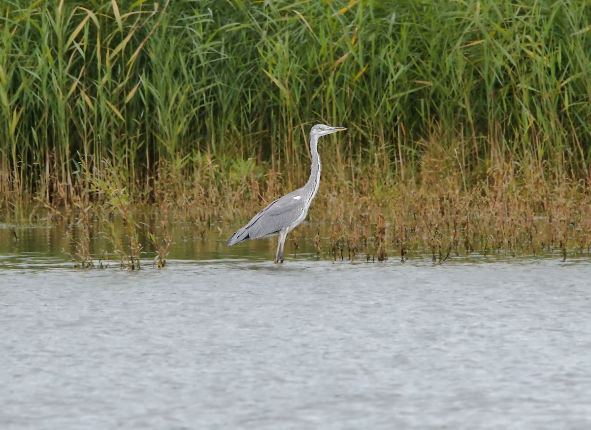 Хөх дэглий - ML612081780