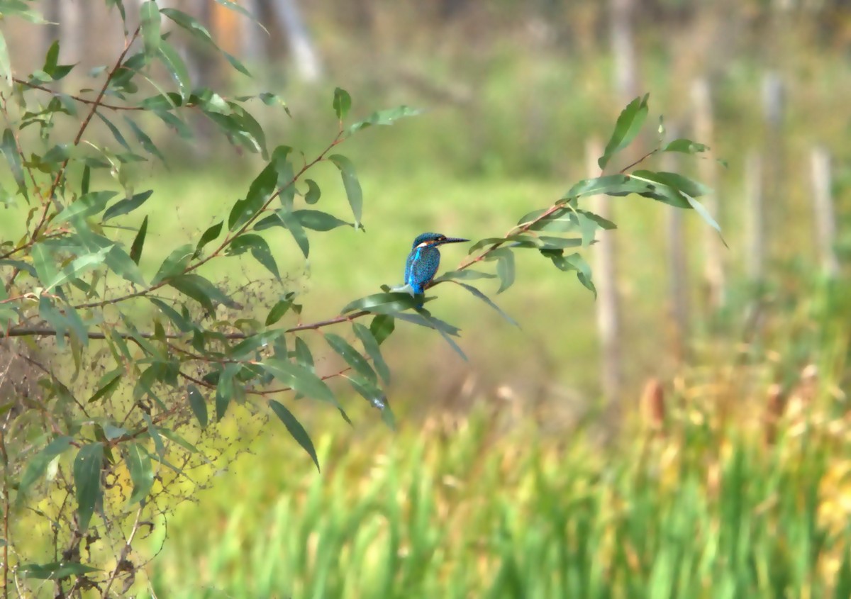 Номин шогшир - ML612081789