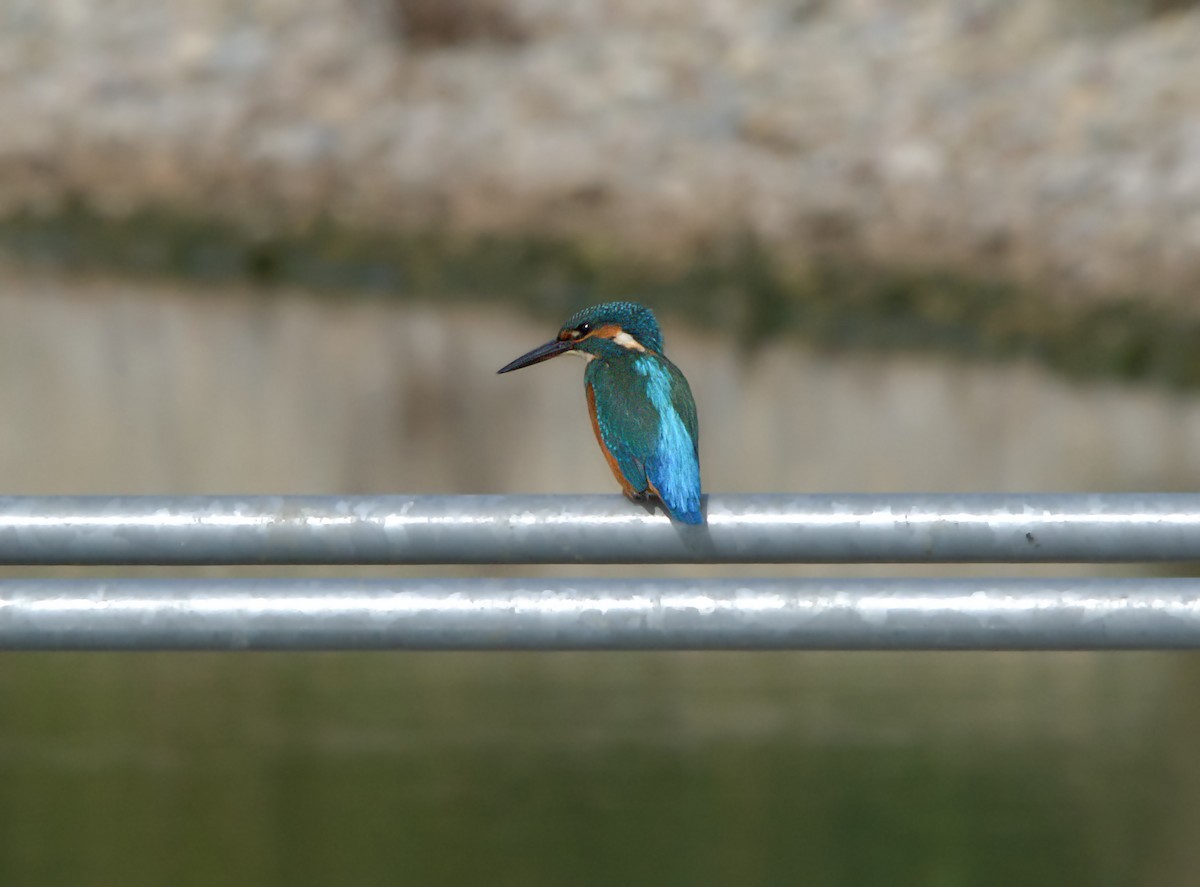 Номин шогшир - ML612081790