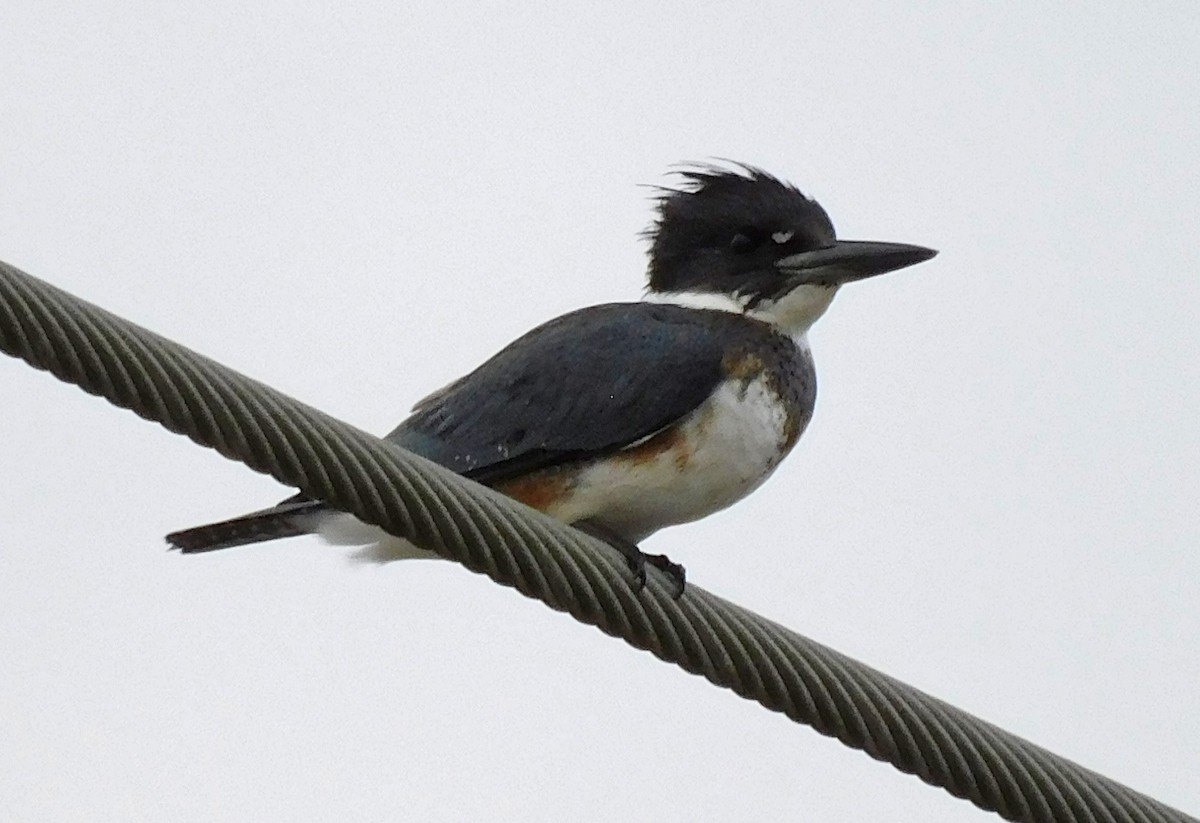 Belted Kingfisher - ML612081800