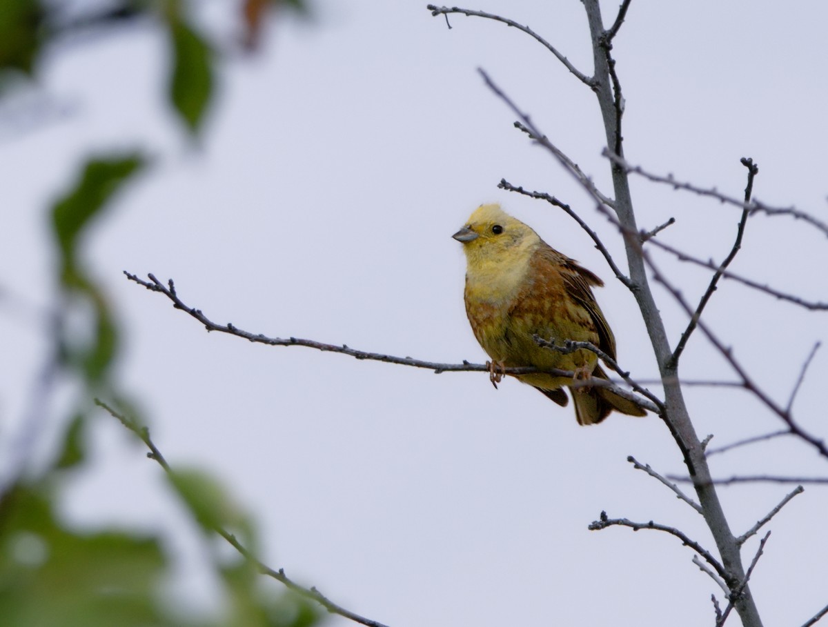 Алтан хөмрөг - ML612081817