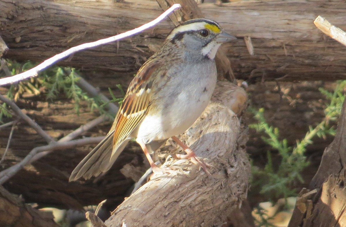 White-throated Sparrow - ML612081834