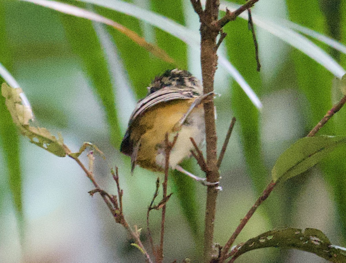 Manicore Warbling-Antbird - ML612081936