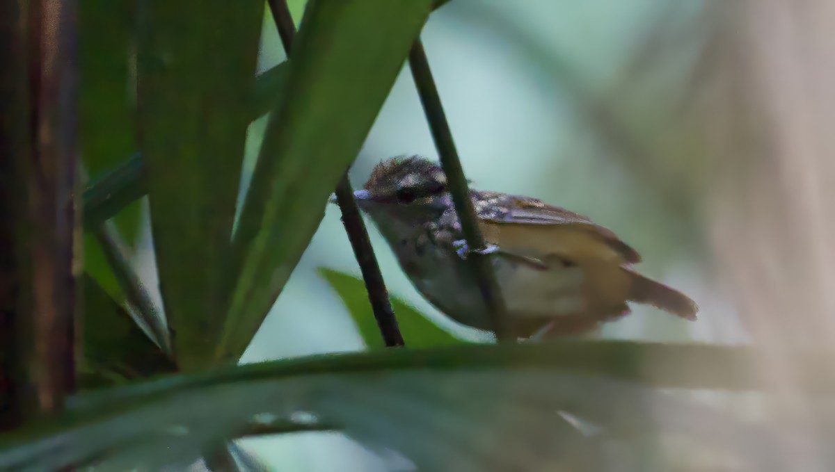 Manicore Warbling-Antbird - John Gregory