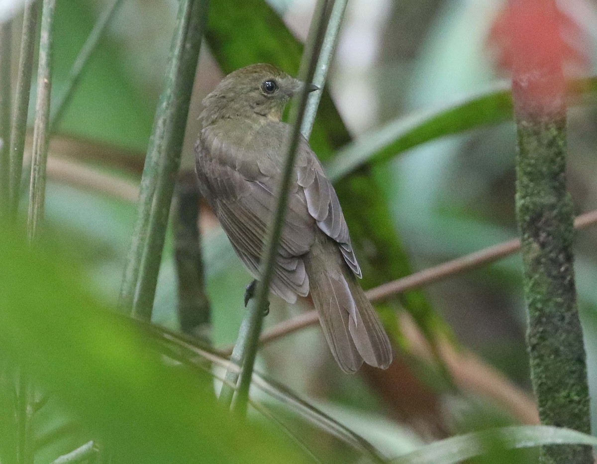 Brown-winged Schiffornis - ML612081972