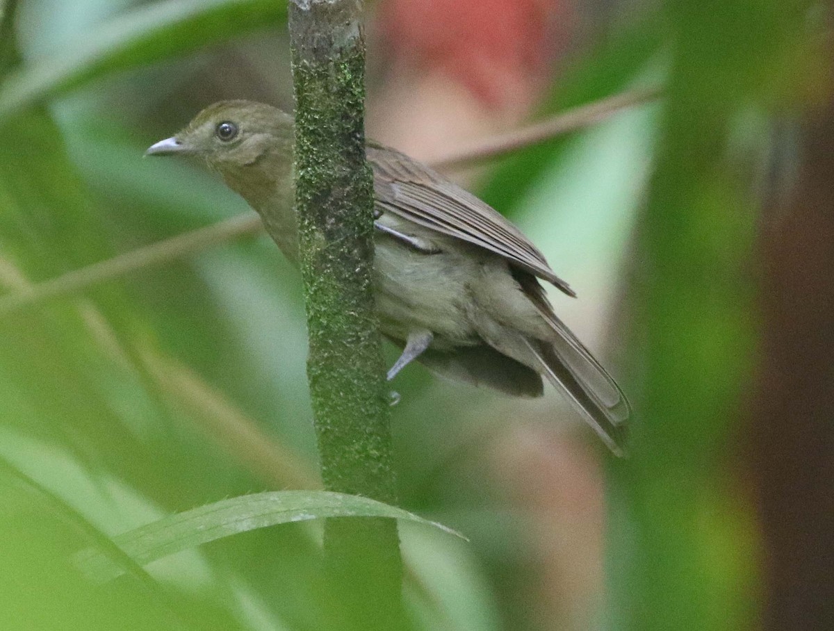 Brown-winged Schiffornis - ML612081974