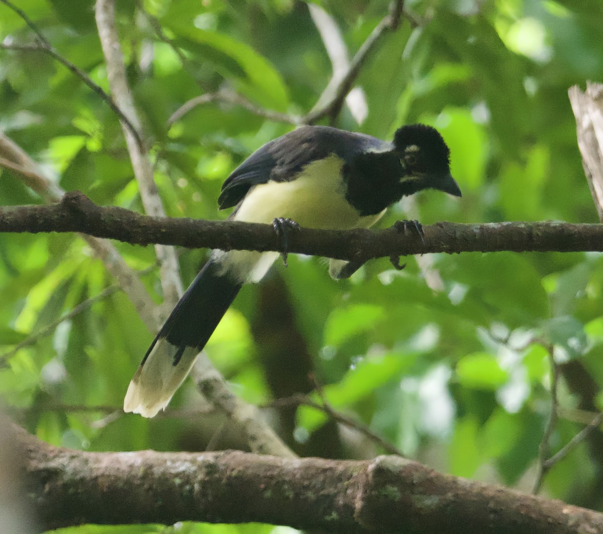 Plush-crested Jay - ML612081984