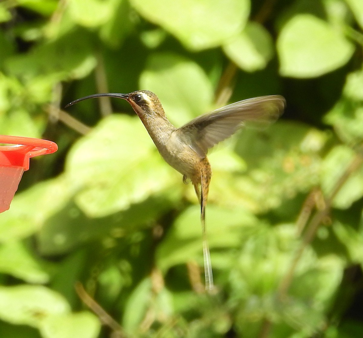 Long-billed Hermit - ML612082073