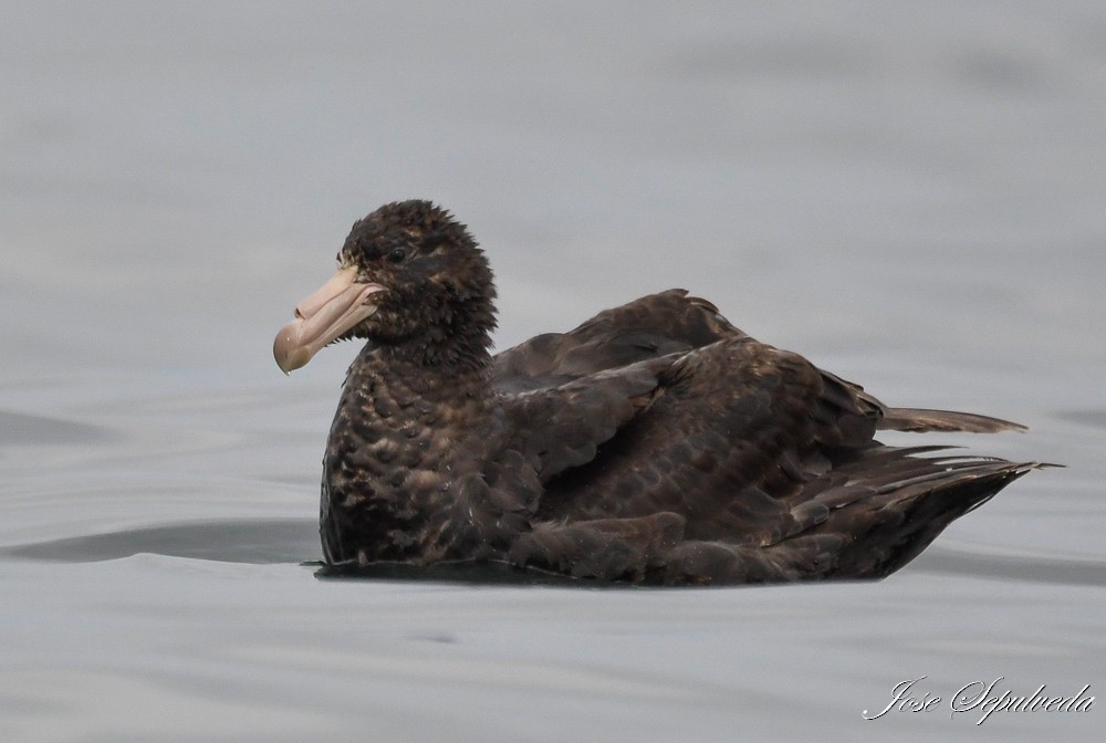 Northern Giant-Petrel - ML612082089