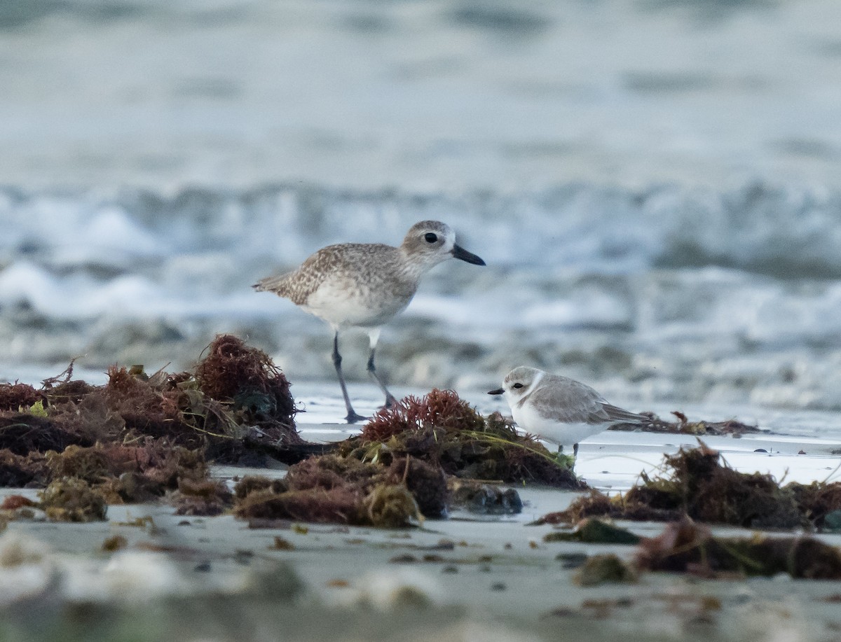 Snowy Plover - jose santiago