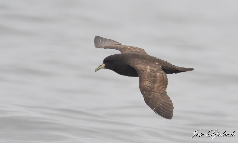 White-chinned Petrel - ML612082104