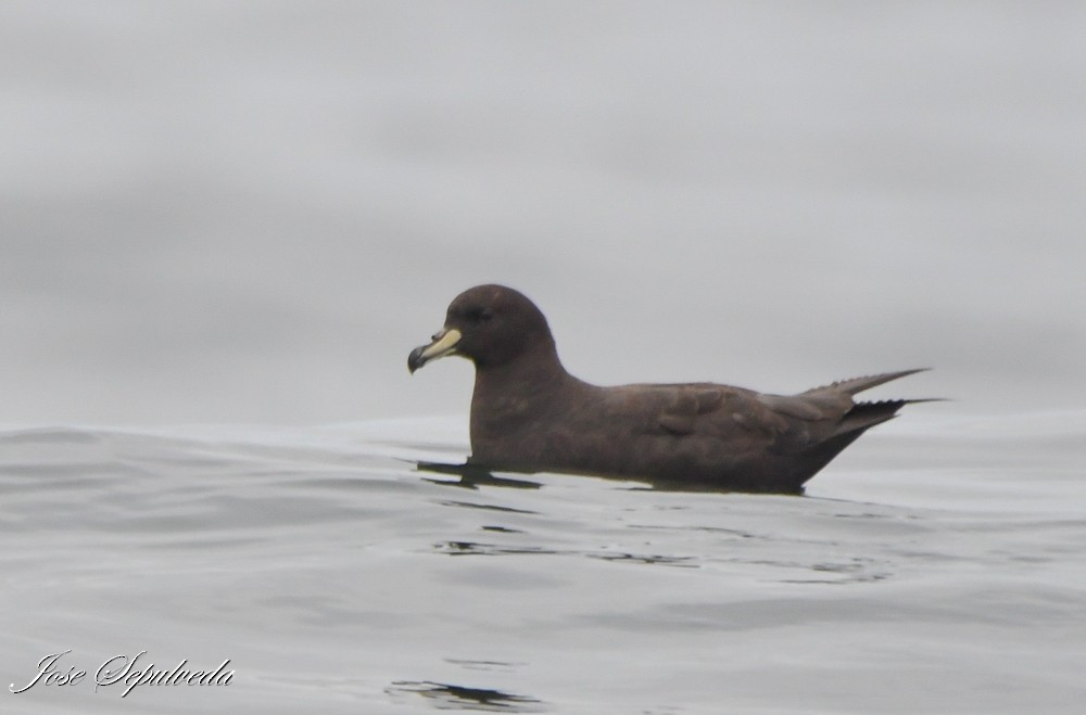 Westland Petrel - ML612082129