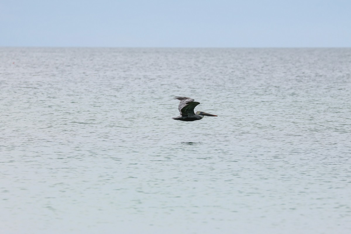 Brown Pelican - ML612082132