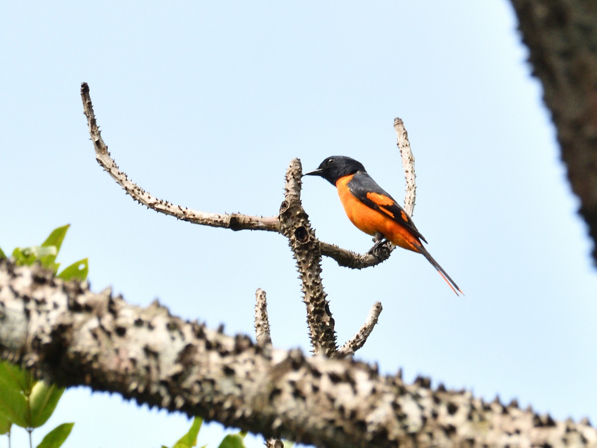 Orange Minivet - ML612082171