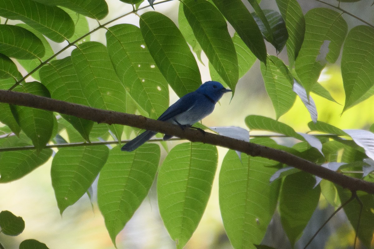 Black-naped Monarch - ML612082184
