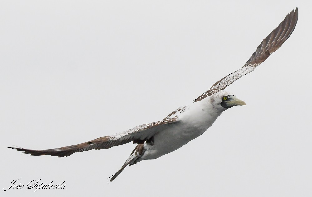 Masked Booby - ML612082192