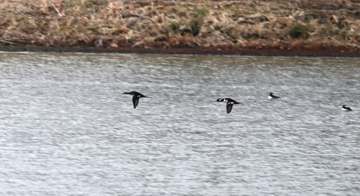 Hooded Merganser - ML612082250