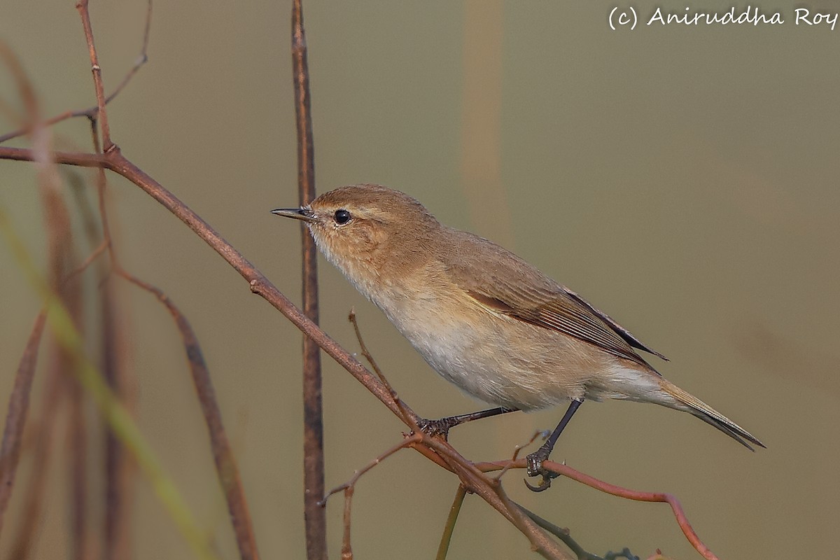 Common Chiffchaff - ML612082251