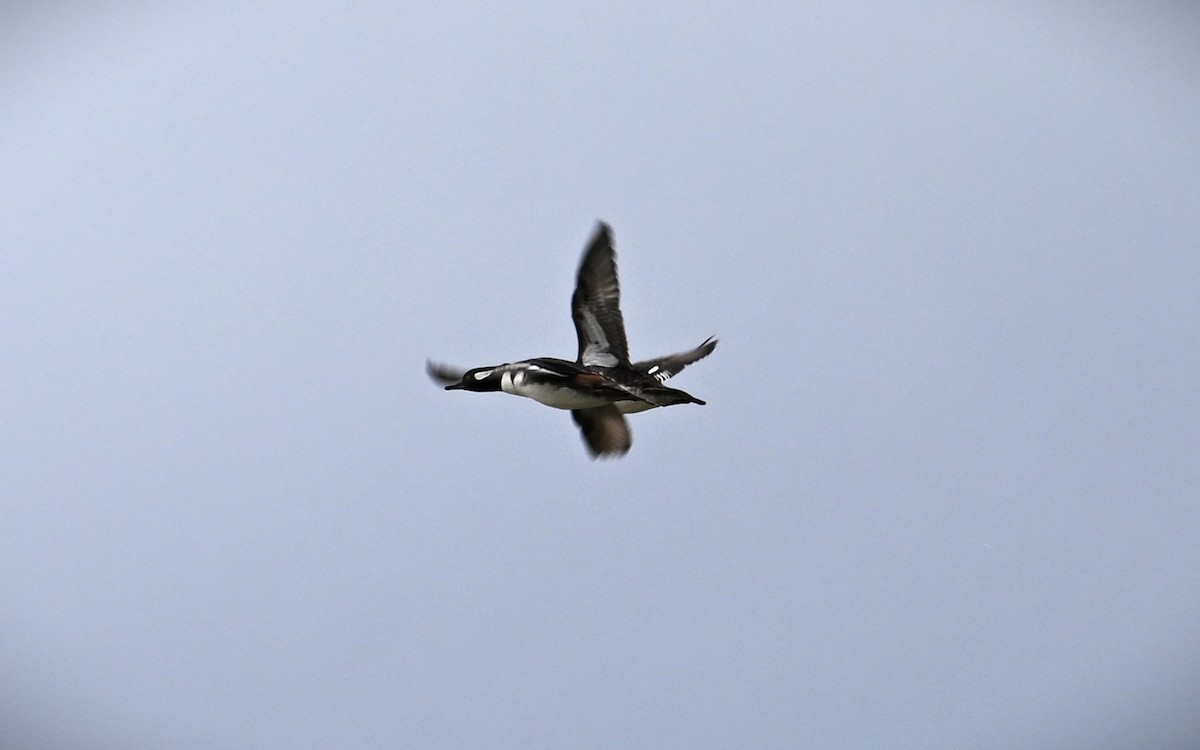 Hooded Merganser - ML612082265