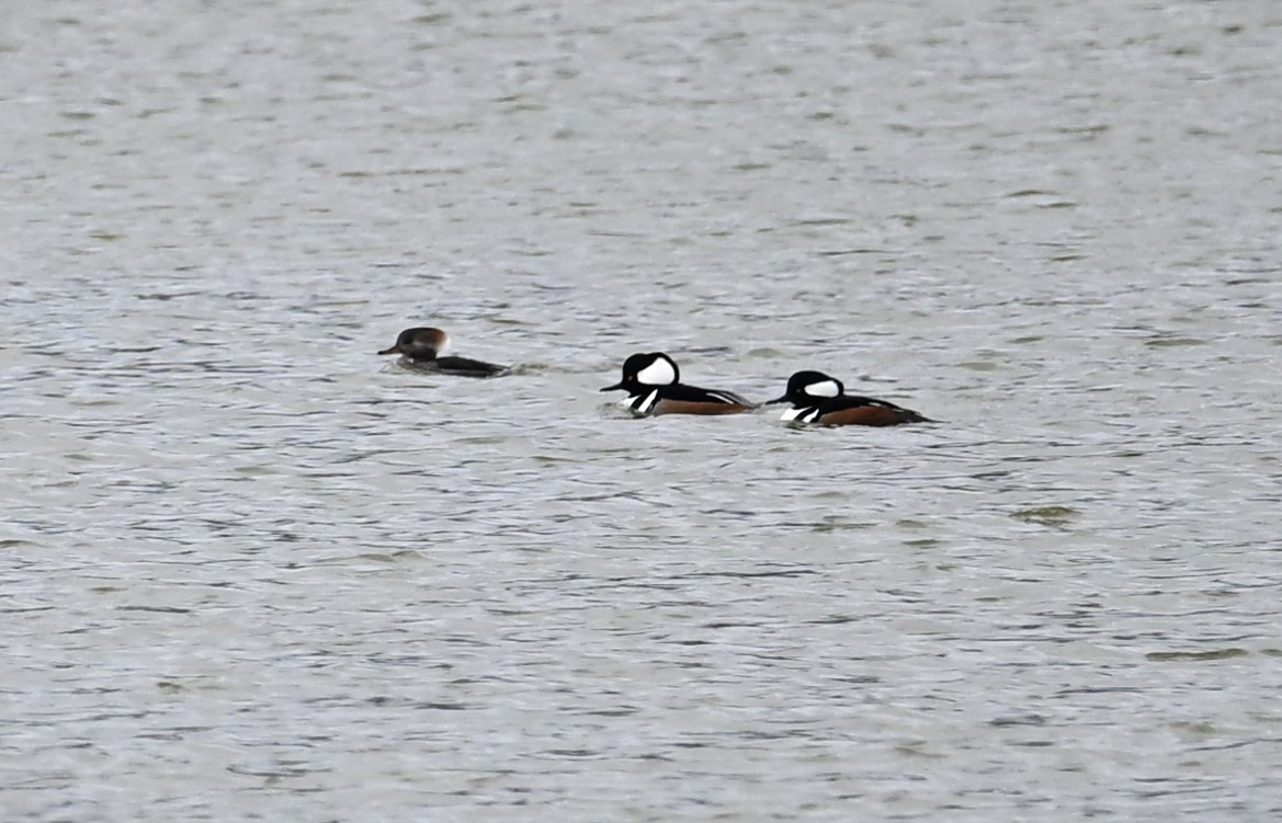 Hooded Merganser - ML612082266