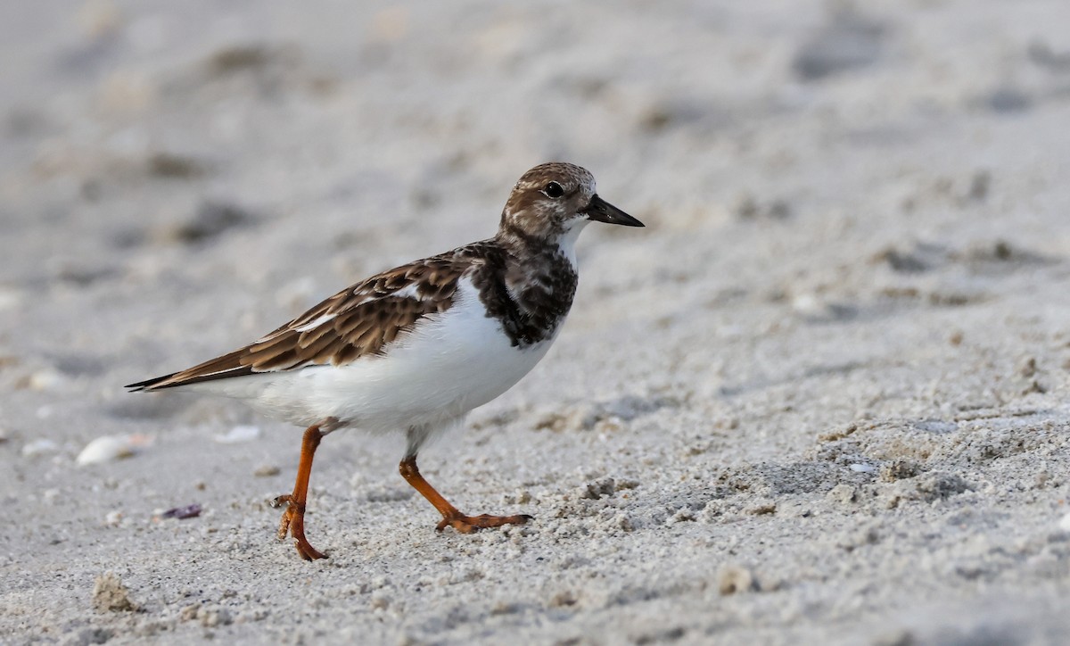 Ruddy Turnstone - ML612082279