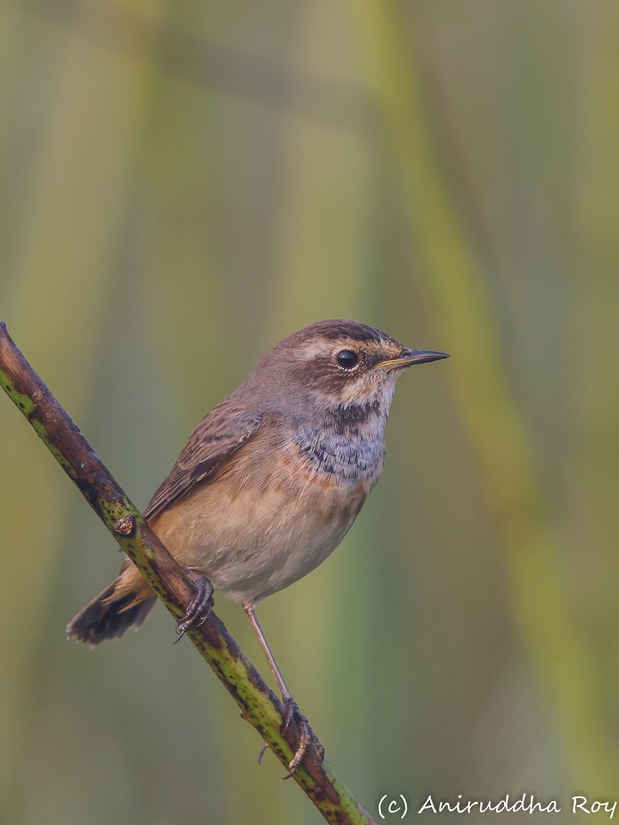 Bluethroat - Aniruddha  Roy