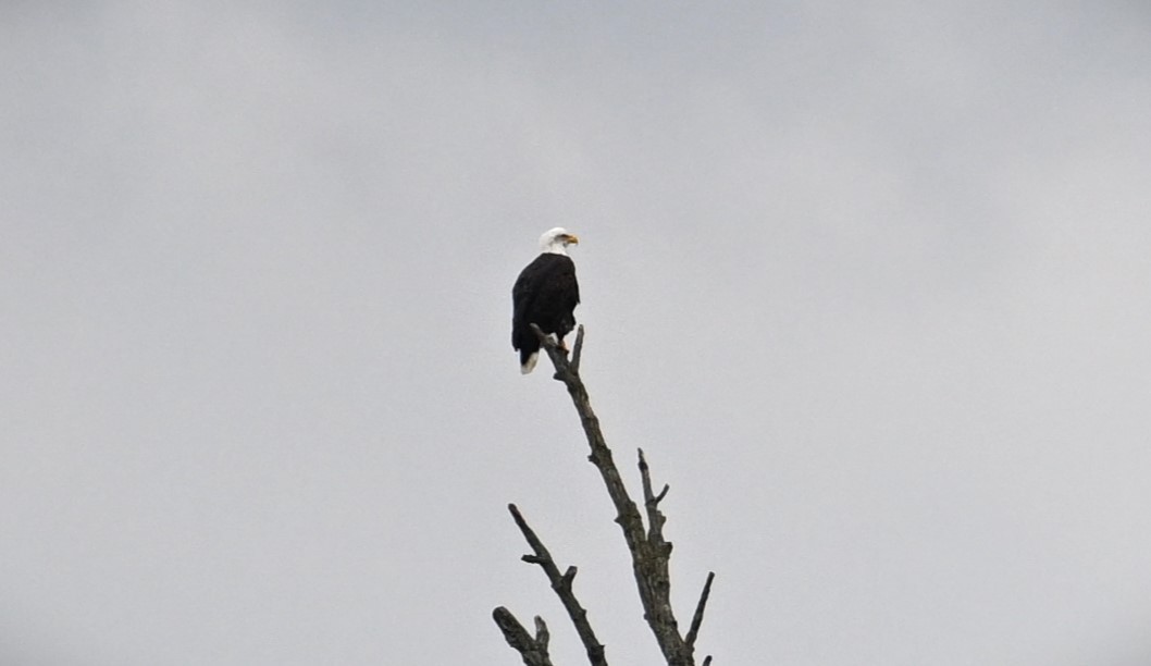 Bald Eagle - ML612082294
