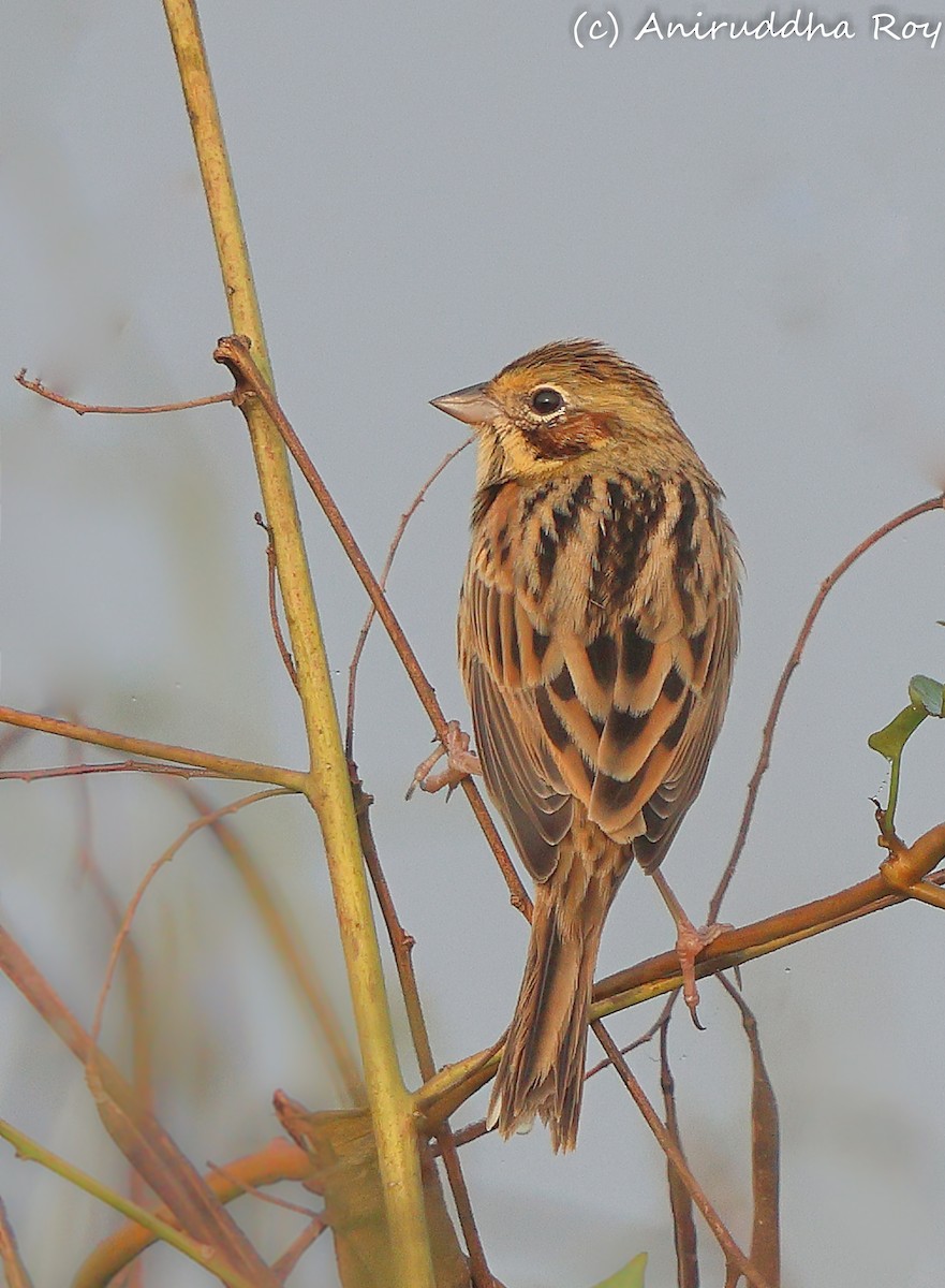 Chestnut-eared Bunting - ML612082319