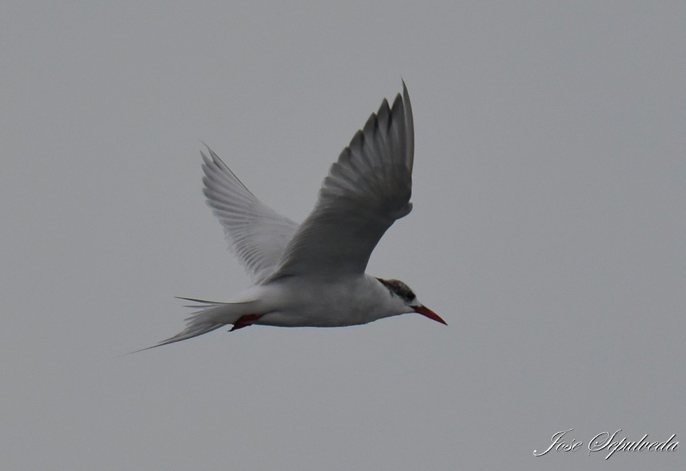 South American Tern - ML612082320