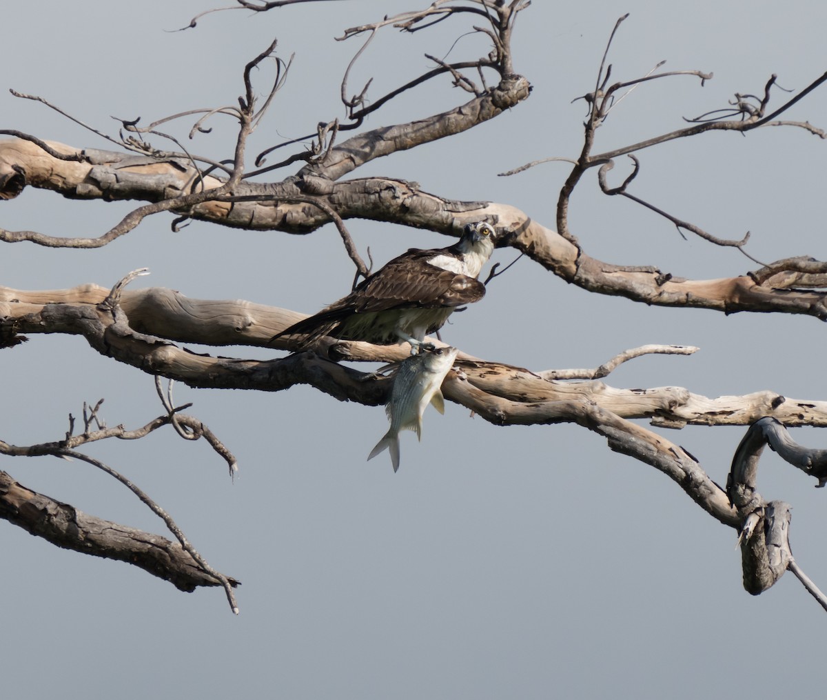 Osprey - ML612082346