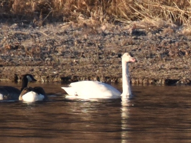 Tundra Swan - Malcolm Gold