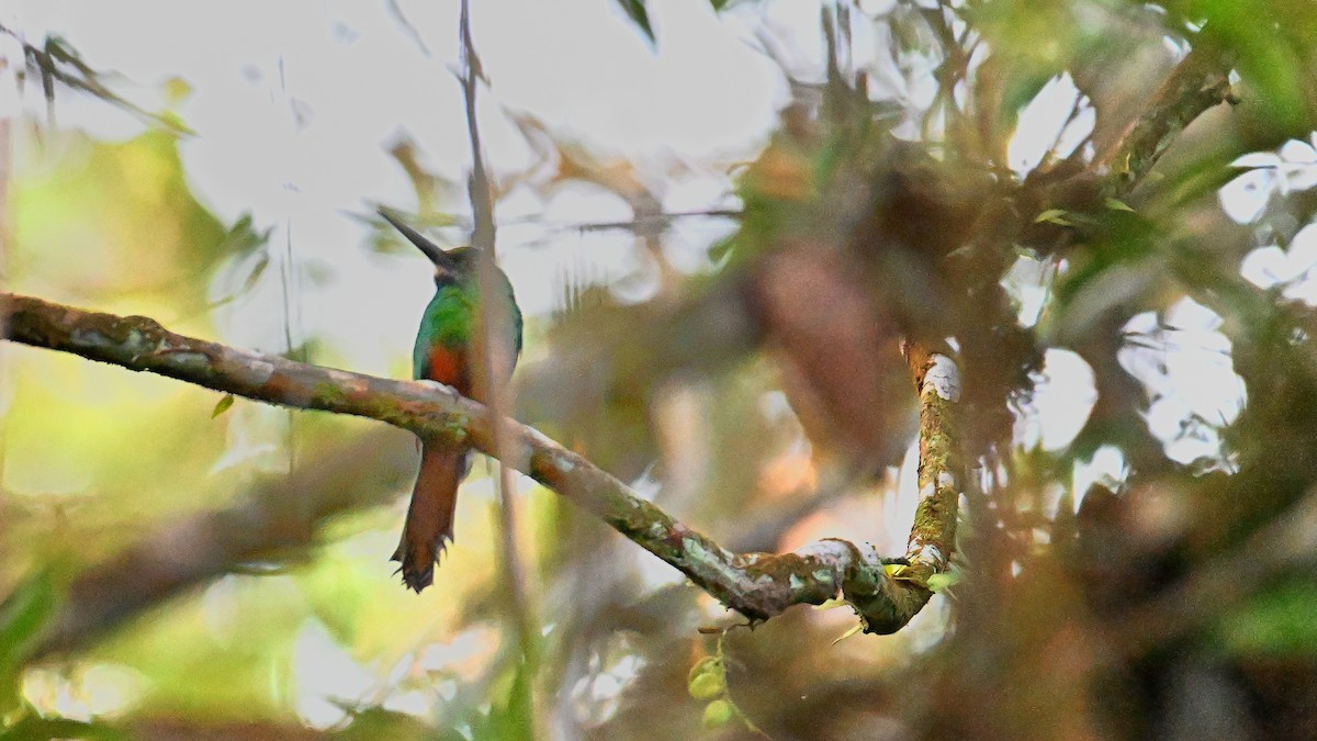 Jacamar à menton blanc - ML612082613